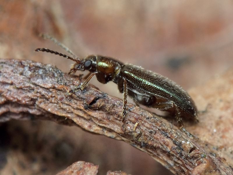 Orsodacne humeralis Latreille, 1804